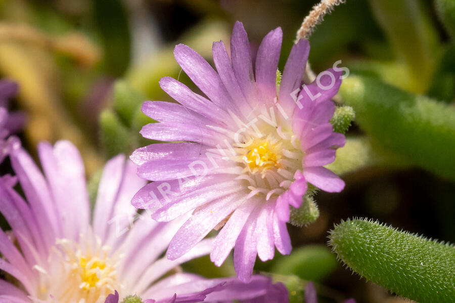Kosmatec Cooperův 'Pink' - Delosperma cooperi 'Pink'