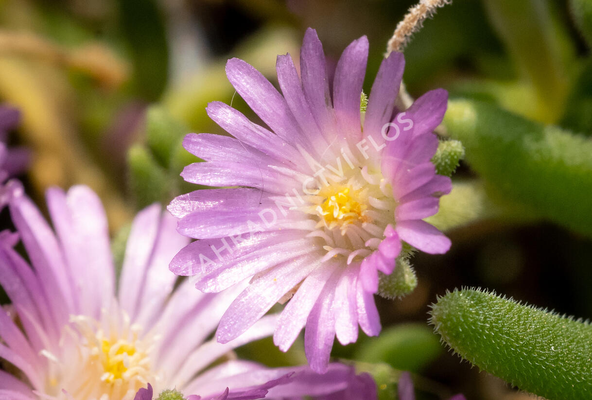 Kosmatec Cooperův 'Pink' - Delosperma cooperi 'Pink'