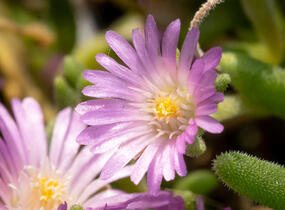 Kosmatec Cooperův 'Pink' - Delosperma cooperi 'Pink'