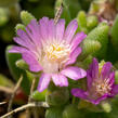 Kosmatec Cooperův 'Pink' - Delosperma cooperi 'Pink'