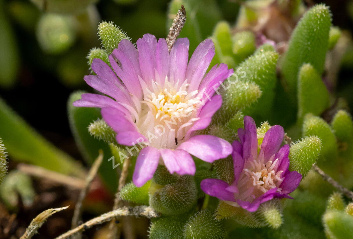 Kosmatec Cooperův 'Pink' - Delosperma cooperi 'Pink'