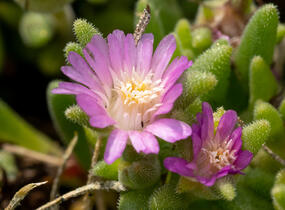 Kosmatec Cooperův 'Pink' - Delosperma cooperi 'Pink'