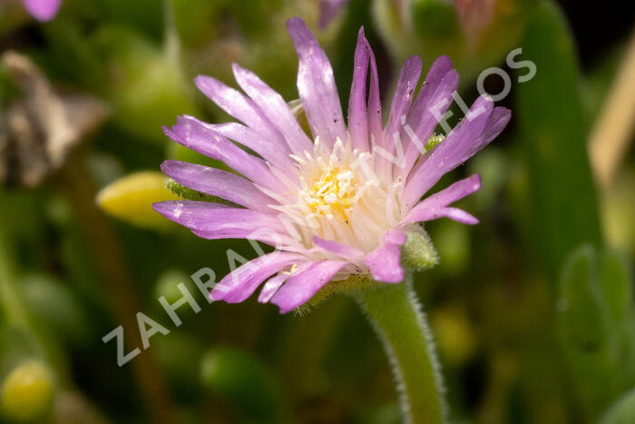 Kosmatec Cooperův 'Pink' - Delosperma cooperi 'Pink'