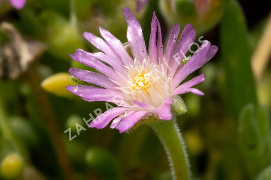 Kosmatec Cooperův 'Pink' - Delosperma cooperi 'Pink'