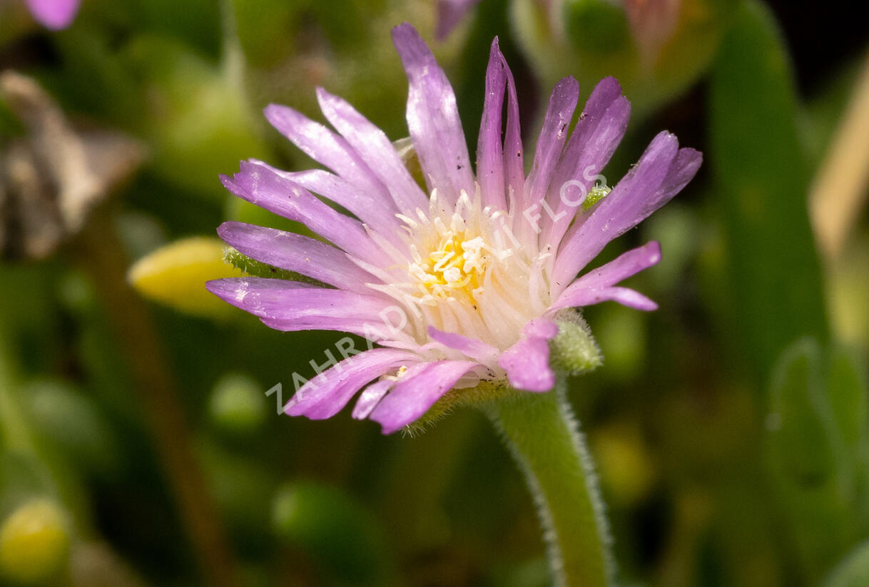 Kosmatec Cooperův 'Pink' - Delosperma cooperi 'Pink'