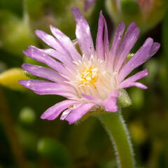 Kosmatec Cooperův 'Pink' - Delosperma cooperi 'Pink'