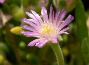 Kosmatec Cooperův 'Pink' - Delosperma cooperi 'Pink'