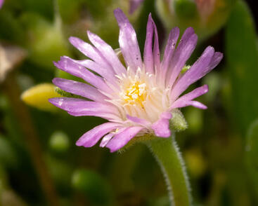 Kosmatec Cooperův 'Pink'