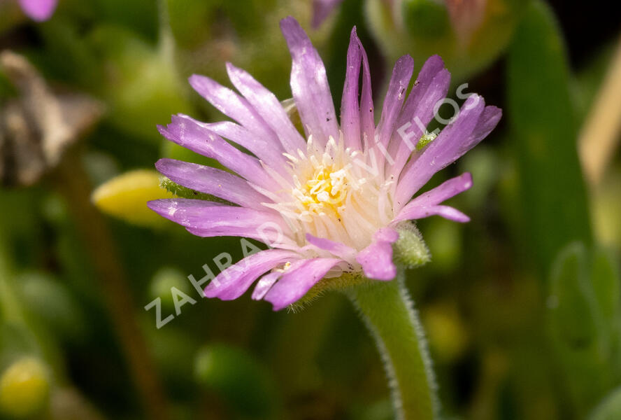 Kosmatec Cooperův 'Pink' - Delosperma cooperi 'Pink'