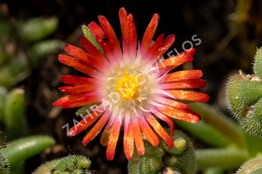 Kosmatec Cooperův 'Red' - Delosperma cooperi 'Red'