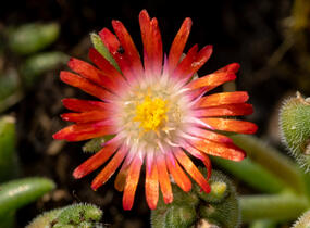 Kosmatec Cooperův 'Red' - Delosperma cooperi 'Red'