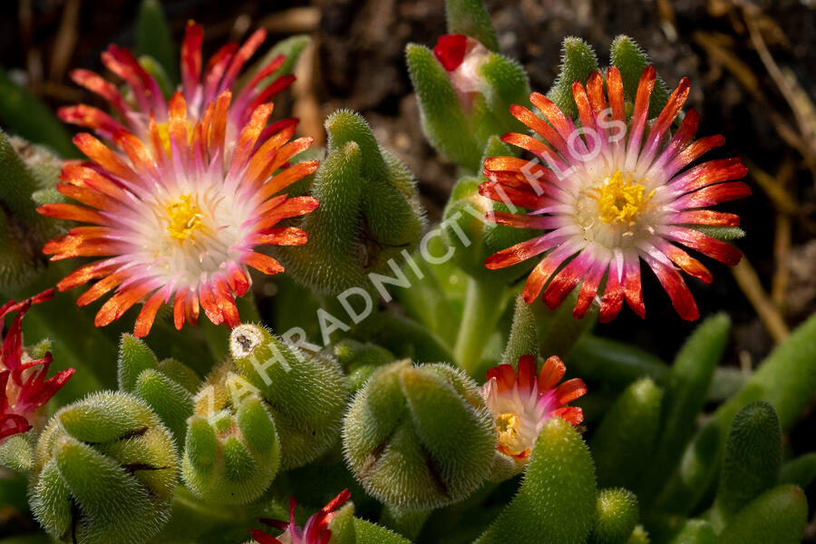 Kosmatec Cooperův 'Red' - Delosperma cooperi 'Red'