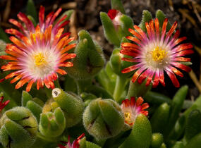 Kosmatec Cooperův 'Red' - Delosperma cooperi 'Red'