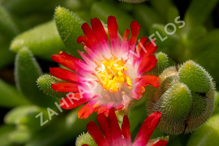 Kosmatec Cooperův 'Red' - Delosperma cooperi 'Red'