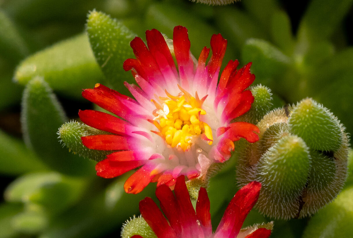 Kosmatec Cooperův 'Red' - Delosperma cooperi 'Red'