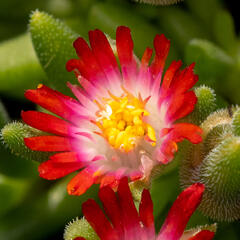 Kosmatec Cooperův 'Red' - Delosperma cooperi 'Red'