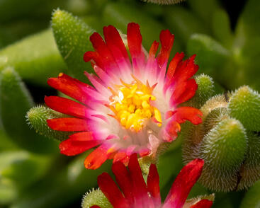 Kosmatec Cooperův 'Red'