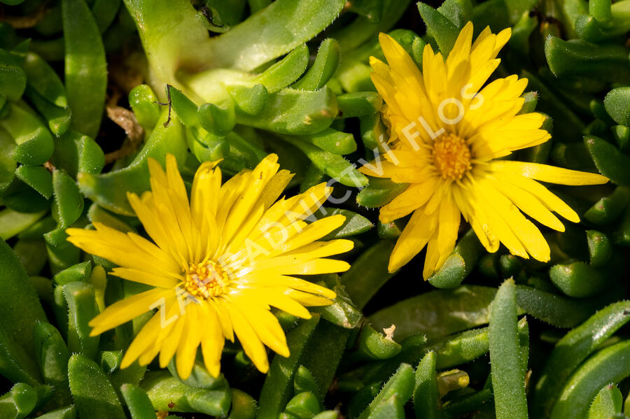 Kosmatec 'Gold Nugget' - Delosperma congestum 'Gold Nugget'