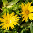 Kosmatec 'Gold Nugget' - Delosperma congestum 'Gold Nugget'