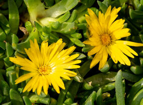 Kosmatec 'Gold Nugget' - Delosperma congestum 'Gold Nugget'