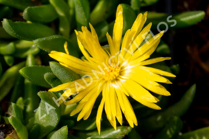 Kosmatec 'Gold Nugget' - Delosperma congestum 'Gold Nugget'