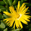 Kosmatec 'Gold Nugget' - Delosperma congestum 'Gold Nugget'