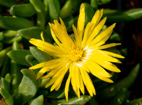 Kosmatec 'Gold Nugget' - Delosperma congestum 'Gold Nugget'