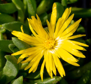 Kosmatec 'Gold Nugget' - Delosperma congestum 'Gold Nugget'