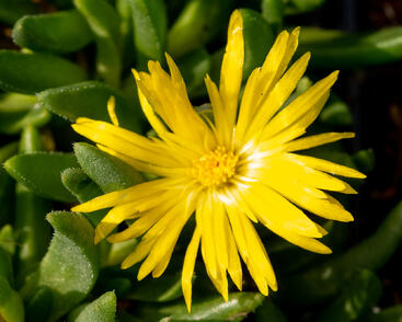 Kosmatec 'Gold Nugget'