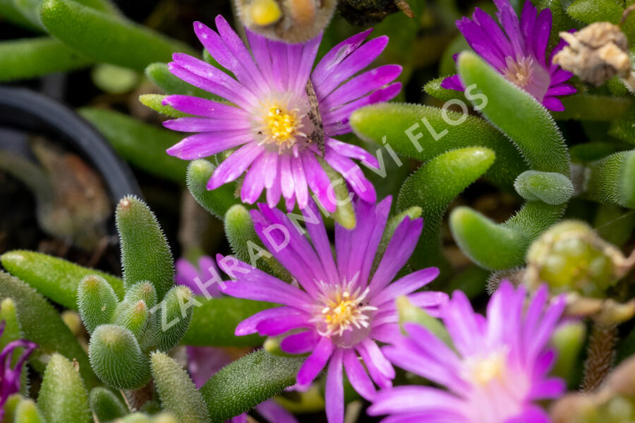 Kosmatec aberdeense 'Hot Pink' - Delosperma aberdeense 'Hot Pink'