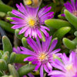 Kosmatec aberdeense 'Hot Pink' - Delosperma aberdeense 'Hot Pink'