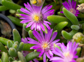 Kosmatec aberdénský 'Hot Pink' - Delosperma aberdeense 'Hot Pink'