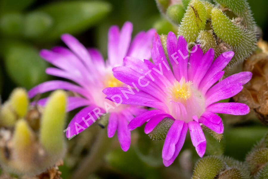 Kosmatec aberdeense 'Hot Pink' - Delosperma aberdeense 'Hot Pink'
