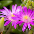 Kosmatec aberdeense 'Hot Pink' - Delosperma aberdeense 'Hot Pink'