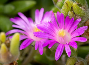 Kosmatec aberdénský 'Hot Pink' - Delosperma aberdeense 'Hot Pink'