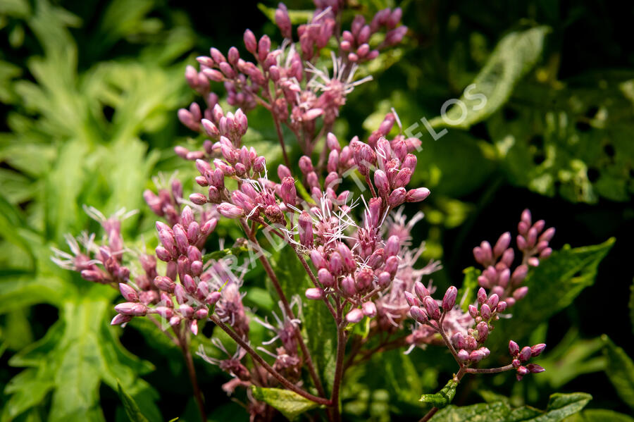 Sadec skvrnitý 'Phantom' - Eupatorium maculatum 'Phantom'