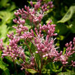 Sadec skvrnitý 'Phantom' - Eupatorium maculatum 'Phantom'