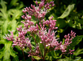 Sadec skvrnitý 'Phantom' - Eupatorium maculatum 'Phantom'