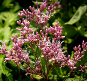 Sadec skvrnitý 'Phantom' - Eupatorium maculatum 'Phantom'