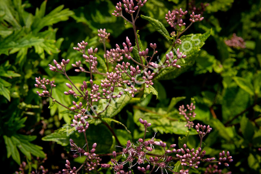 Sadec skvrnitý 'Phantom' - Eupatorium maculatum 'Phantom'