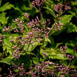 Sadec skvrnitý 'Phantom' - Eupatorium maculatum 'Phantom'