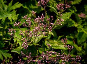 Sadec skvrnitý 'Phantom' - Eupatorium maculatum 'Phantom'