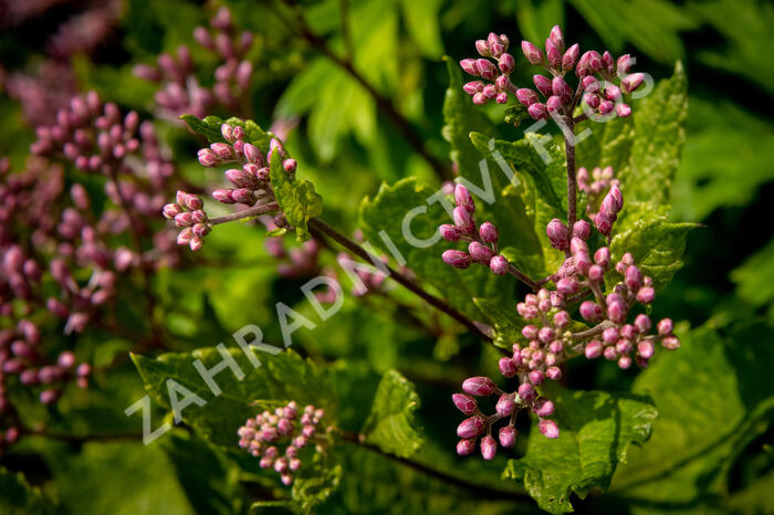 Sadec skvrnitý 'Phantom' - Eupatorium maculatum 'Phantom'