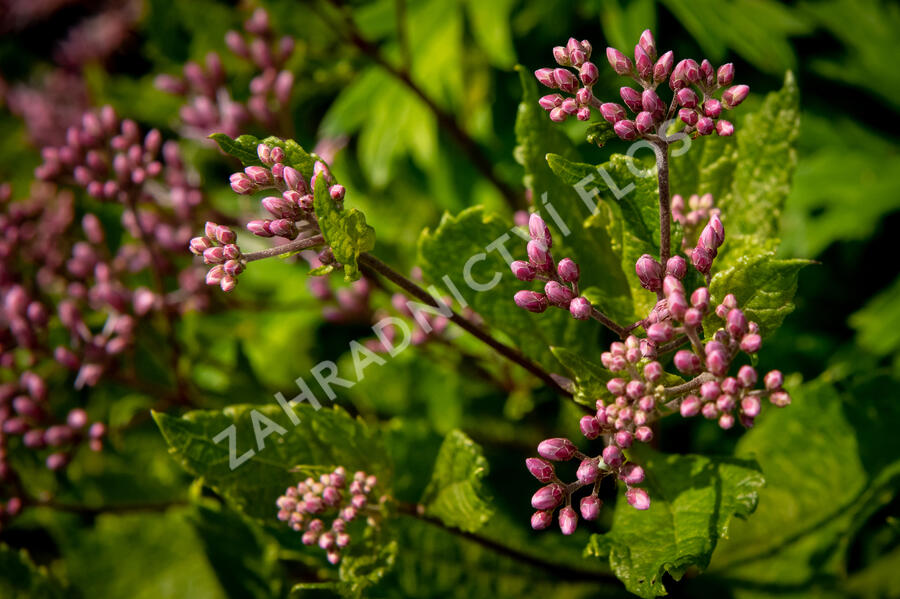 Sadec skvrnitý 'Phantom' - Eupatorium maculatum 'Phantom'