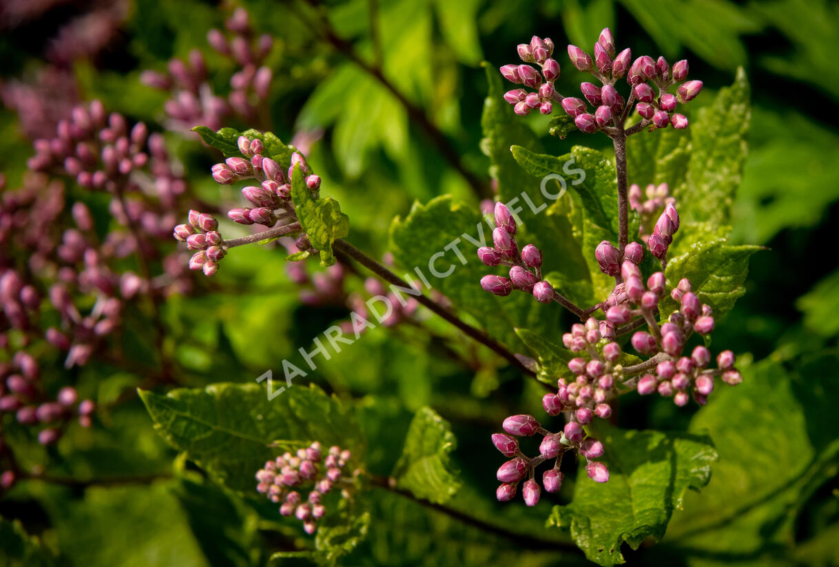 Sadec skvrnitý 'Phantom' - Eupatorium maculatum 'Phantom'