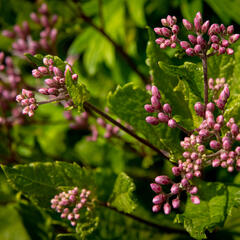 Sadec skvrnitý 'Phantom' - Eupatorium maculatum 'Phantom'