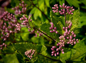 Sadec skvrnitý 'Phantom' - Eupatorium maculatum 'Phantom'