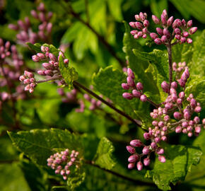 Sadec skvrnitý 'Phantom' - Eupatorium maculatum 'Phantom'