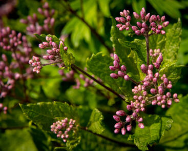 Sadec skvrnitý 'Phantom'