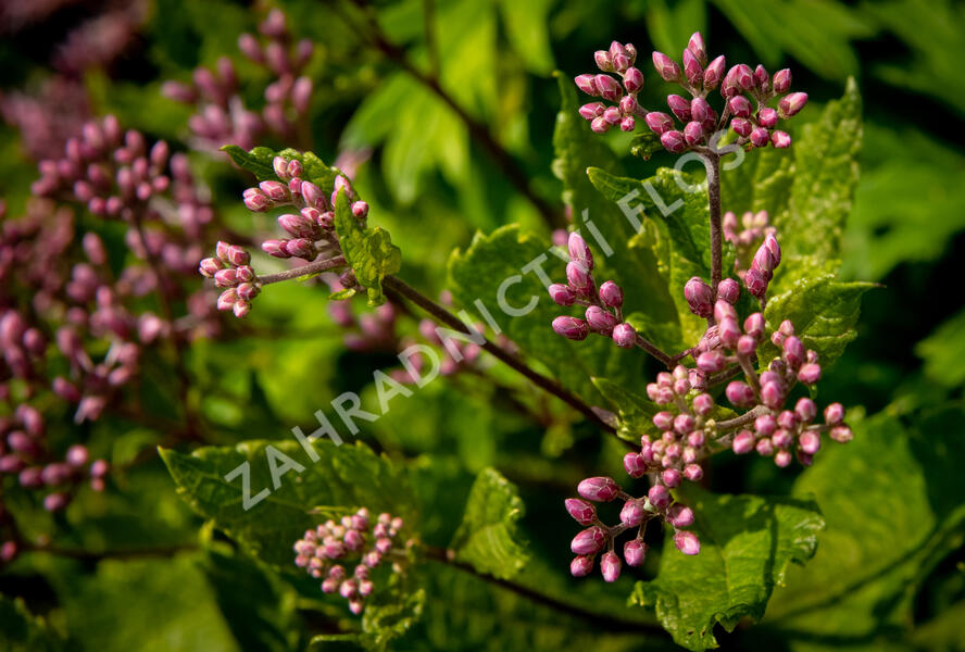 Sadec skvrnitý 'Phantom' - Eupatorium maculatum 'Phantom'